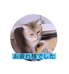 ガッシーねこーず40にゃんシリーズ㉒（個別スタンプ：22）