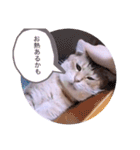 ガッシーねこーず40にゃんシリーズ㉒（個別スタンプ：24）