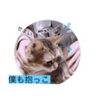 ガッシーねこーず40にゃんシリーズ㉒（個別スタンプ：26）