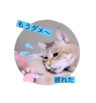 ガッシーねこーず40にゃんシリーズ㉒（個別スタンプ：35）