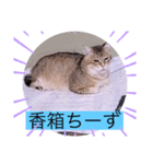 ガッシーねこーず40にゃんシリーズ㉒（個別スタンプ：37）