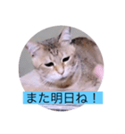 ガッシーねこーず40にゃんシリーズ㉒（個別スタンプ：40）