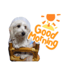 愛犬と孫ちゃんスタンプ（個別スタンプ：1）