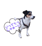愛犬と孫ちゃんスタンプ（個別スタンプ：8）