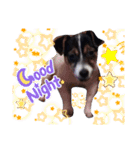 愛犬と孫ちゃんスタンプ（個別スタンプ：10）