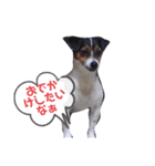 愛犬と孫ちゃんスタンプ（個別スタンプ：15）