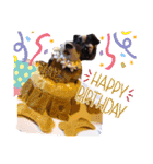 愛犬と孫ちゃんスタンプ（個別スタンプ：16）