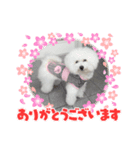 ピケその5（個別スタンプ：3）