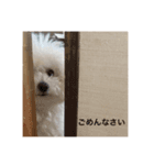 ピケその5（個別スタンプ：4）