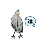 ハシビロコウのピロリン♪(shoebill)（個別スタンプ：3）