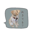 ふきだしスタンプ きなこのまいにち（個別スタンプ：2）