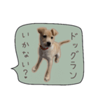 ふきだしスタンプ きなこのまいにち（個別スタンプ：4）