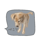 ふきだしスタンプ きなこのまいにち（個別スタンプ：8）