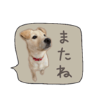 ふきだしスタンプ きなこのまいにち（個別スタンプ：9）