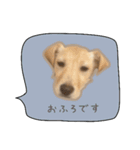 ふきだしスタンプ きなこのまいにち（個別スタンプ：10）