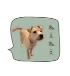 ふきだしスタンプ きなこのまいにち（個別スタンプ：14）