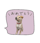 ふきだしスタンプ きなこのまいにち（個別スタンプ：15）