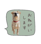 ふきだしスタンプ きなこのまいにち（個別スタンプ：19）