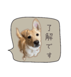 ふきだしスタンプ きなこのまいにち（個別スタンプ：21）