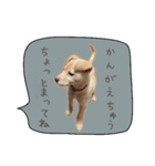 ふきだしスタンプ きなこのまいにち（個別スタンプ：26）