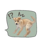 ふきだしスタンプ きなこのまいにち（個別スタンプ：32）