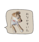 ふきだしスタンプ きなこのまいにち（個別スタンプ：34）