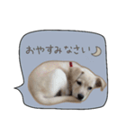 ふきだしスタンプ きなこのまいにち（個別スタンプ：35）