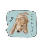 ふきだしスタンプ きなこのまいにち（個別スタンプ：36）