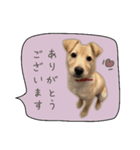 ふきだしスタンプ きなこのまいにち（個別スタンプ：37）