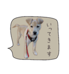 ふきだしスタンプ きなこのまいにち（個別スタンプ：39）