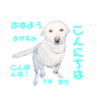 犬猫のデカ文字で見やすい敬語多めスタンプ（個別スタンプ：1）