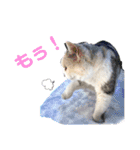犬猫のデカ文字で見やすい敬語多めスタンプ（個別スタンプ：3）