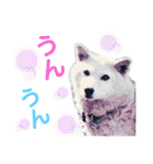 犬猫のデカ文字で見やすい敬語多めスタンプ（個別スタンプ：4）
