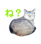 犬猫のデカ文字で見やすい敬語多めスタンプ（個別スタンプ：5）