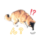 犬猫のデカ文字で見やすい敬語多めスタンプ（個別スタンプ：7）