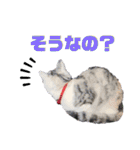 犬猫のデカ文字で見やすい敬語多めスタンプ（個別スタンプ：9）