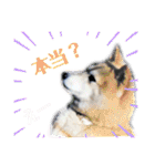 犬猫のデカ文字で見やすい敬語多めスタンプ（個別スタンプ：10）