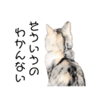 犬猫のデカ文字で見やすい敬語多めスタンプ（個別スタンプ：12）