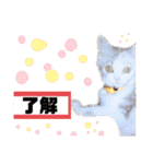 犬猫のデカ文字で見やすい敬語多めスタンプ（個別スタンプ：13）