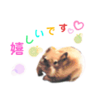 犬猫のデカ文字で見やすい敬語多めスタンプ（個別スタンプ：14）