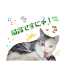 犬猫のデカ文字で見やすい敬語多めスタンプ（個別スタンプ：15）