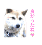 犬猫のデカ文字で見やすい敬語多めスタンプ（個別スタンプ：17）