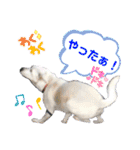 犬猫のデカ文字で見やすい敬語多めスタンプ（個別スタンプ：18）