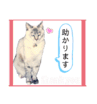 犬猫のデカ文字で見やすい敬語多めスタンプ（個別スタンプ：19）