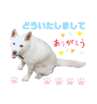 犬猫のデカ文字で見やすい敬語多めスタンプ（個別スタンプ：20）