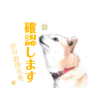 犬猫のデカ文字で見やすい敬語多めスタンプ（個別スタンプ：21）