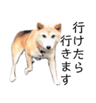 犬猫のデカ文字で見やすい敬語多めスタンプ（個別スタンプ：22）