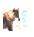 犬猫のデカ文字で見やすい敬語多めスタンプ（個別スタンプ：23）