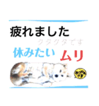 犬猫のデカ文字で見やすい敬語多めスタンプ（個別スタンプ：24）