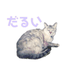 犬猫のデカ文字で見やすい敬語多めスタンプ（個別スタンプ：26）